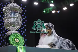 Australian Shepherd Prints: D-C-D-0-1-9-0 Crufts 2024 NEC Birmingham Terrier