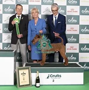 D-C-D-0-1-9-0 Crufts 2024 NEC Birmingham Terrier