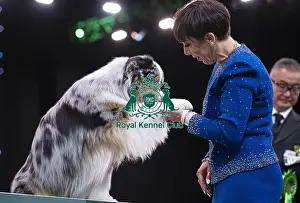 Melanie Raymond Prints: D-C-D-0-1-9-0 Crufts 2024 NEC Birmingham Terrier