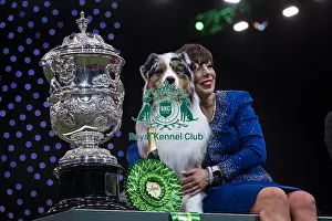 Melanie Raymond Prints: D-C-D-0-1-9-0 Crufts 2024 NEC Birmingham Terrier