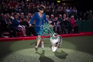 Melanie Raymond Prints: D-C-D-0-1-9-0 Crufts 2024 NEC Birmingham Terrier