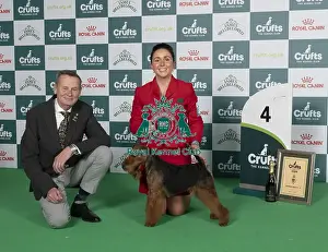 D-C-D-0-1-9-0 Crufts 2024 NEC Birmingham Terrier