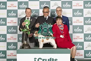 Jack Russell Terrier Prints: D-C-D-0-1-9-0 Crufts 2024 NEC Birmingham Terrier