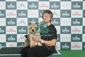 Norwich Terrier Prints: D-C-D-0-1-9-0 Crufts 2024 NEC Birmingham Terrier