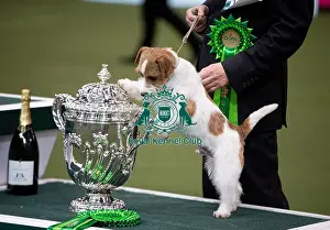 Kao Miichi Prints: D-C-D-0-1-9-0 Crufts 2024 NEC Birmingham Terrier
