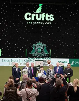 D-C-D-0-1-9-0 Crufts 2024 NEC Birmingham Terrier