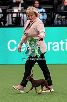 Russian Toy Prints: D-C-D-0-1-9-0 Crufts 2024 NEC Birmingham Toy