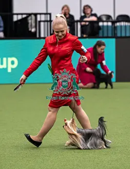 Yorkshire Terrier Prints: D-C-D-0-1-9-0 Crufts 2024 NEC Birmingham Toy