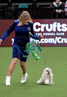 D-C-D-0-1-9-0 Crufts 2024 NEC Birmingham Toy