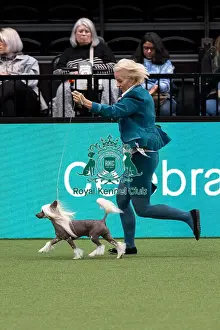 Chinese Crested Prints: D-C-D-0-1-9-0 Crufts 2024 NEC Birmingham Toy