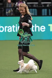 Chihuahua Long Coat Prints: D-C-D-0-1-9-0 Crufts 2024 NEC Birmingham Toy