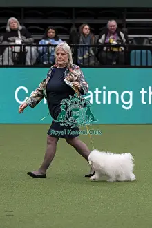 Bolognese Prints: D-C-D-0-1-9-0 Crufts 2024 NEC Birmingham Toy