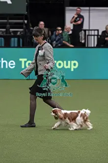 Cavalier King Charles Spaniel Prints: D-C-D-0-1-9-0 Crufts 2024 NEC Birmingham Toy