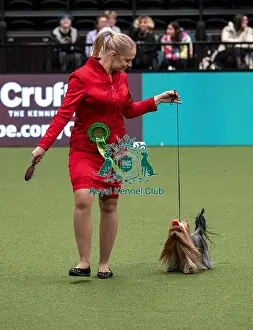 Yorkshire Terrier Prints: D-C-D-0-1-9-0 Crufts 2024 NEC Birmingham Toy
