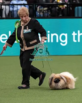 Pekingese Prints: D-C-D-0-1-9-0 Crufts 2024 NEC Birmingham Toy