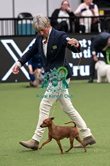 Miniature Pinscher Prints: D-C-D-0-1-9-0 Crufts 2024 NEC Birmingham Toy