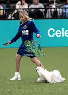 Maltese Prints: D-C-D-0-1-9-0 Crufts 2024 NEC Birmingham Toy