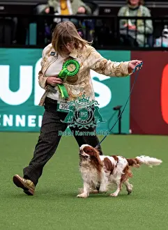 Cavalier King Charles Spaniel Prints: D-C-D-0-1-9-0 Crufts 2024 NEC Birmingham Toy