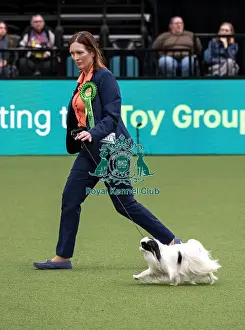 Japanese Chin Prints: D-C-D-0-1-9-0 Crufts 2024 NEC Birmingham Toy
