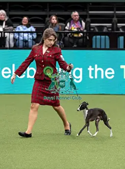 Italian Greyhound Prints: D-C-D-0-1-9-0 Crufts 2024 NEC Birmingham Toy