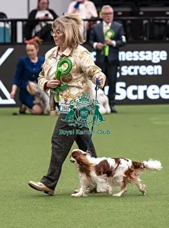 Cavalier King Charles Spaniel Prints: D-C-D-0-1-9-0 Crufts 2024 NEC Birmingham Toy