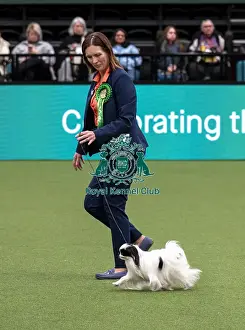 Japanese Chin Prints: D-C-D-0-1-9-0 Crufts 2024 NEC Birmingham Toy