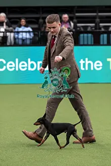 English Toy Terrier Black And Tan Prints: D-C-D-0-1-9-0 Crufts 2024 NEC Birmingham Toy