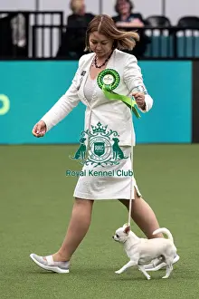 Chihuahua Smooth Coat Prints: D-C-D-0-1-9-0 Crufts 2024 NEC Birmingham Toy