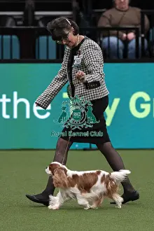 Cavalier King Charles Spaniel Prints: D-C-D-0-1-9-0 Crufts 2024 NEC Birmingham Toy