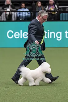 Bichon Frise Prints: D-C-D-0-1-9-0 Crufts 2024 NEC Birmingham Toy