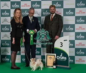 Chihuahua Long Coat Prints: D-C-D-0-1-9-0 Crufts 2024 NEC Birmingham Toy
