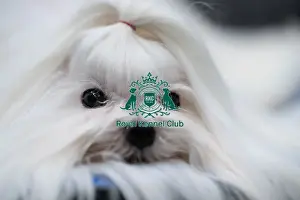 Maltese Prints: D-C-D-0-1-9-0 Crufts 2024 NEC Birmingham Toy