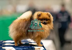 Pomeranian Prints: D-C-D-0-1-9-0 Crufts 2024 NEC Birmingham Toy