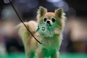D-C-D-0-1-9-0 Crufts 2024 NEC Birmingham Toy