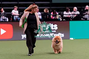 Chow Chow Prints: D-C-D-0-1-9-0 Crufts 2024 NEC Birmingham Utility
