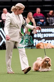 Shih Tzu Prints: D-C-D-0-1-9-0 Crufts 2024 NEC Birmingham Utility