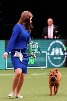 D-C-D-0-1-9-0 Crufts 2024 NEC Birmingham Utility