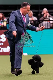 D-C-D-0-1-9-0 Crufts 2024 NEC Birmingham Utility