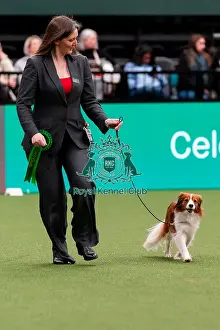 Kooikerhondje Prints: D-C-D-0-1-9-0 Crufts 2024 NEC Birmingham Utility