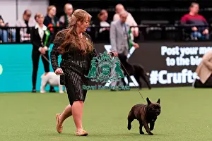 French Bulldog Prints: D-C-D-0-1-9-0 Crufts 2024 NEC Birmingham Utility