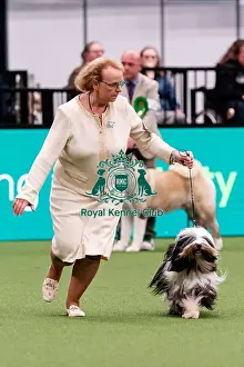 Tibetan Terrier Prints: D-C-D-0-1-9-0 Crufts 2024 NEC Birmingham Utility