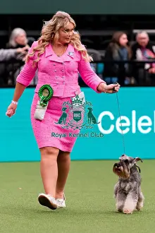 Miniature Schnauzer Prints: D-C-D-0-1-9-0 Crufts 2024 NEC Birmingham Utility