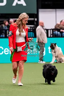German Spitz Mittel Prints: D-C-D-0-1-9-0 Crufts 2024 NEC Birmingham Utility