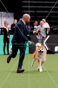 D C D 0 1 9 0 Crufts 2024 NEC Birmingham Utility Our beautiful Wall Art and Photo Gifts include Framed Prints Photo Prints Poster Prints Canvas Prints Jigsaw Puzzles Metal Prints and so much more
