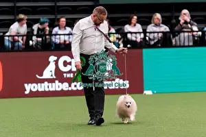 Dale Francis Prints: D-C-D-0-1-9-0 Crufts 2024 NEC Birmingham Utility