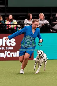 D-C-D-0-1-9-0 Crufts 2024 NEC Birmingham Utility