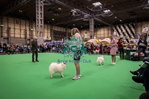 German Spitz Mittel Prints: D-C-D-0-1-9-0 Crufts 2024 NEC Birmingham Utility