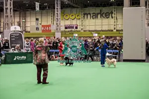 German Spitz Mittel Prints: D-C-D-0-1-9-0 Crufts 2024 NEC Birmingham Utility