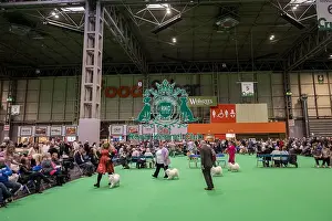 German Spitz Mittel Prints: D-C-D-0-1-9-0 Crufts 2024 NEC Birmingham Utility