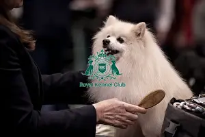 German Spitz Klein Prints: D-C-D-0-1-9-0 Crufts 2024 NEC Birmingham Utility